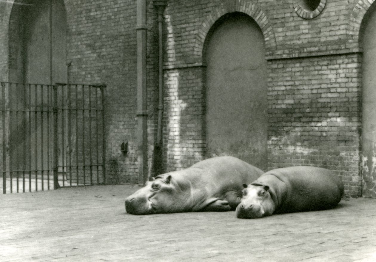 Flodhester Bobbie og Joan i London Zoo, juli 1923 (bw-bilde) av Frederick William Bond