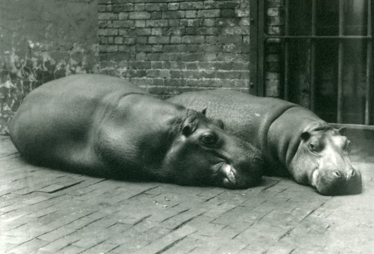 Flodhester Bobbie og Joan ligger nede i innhegningen deres i London Zoo, juli 1923 (bw-bilde) av Frederick William Bond