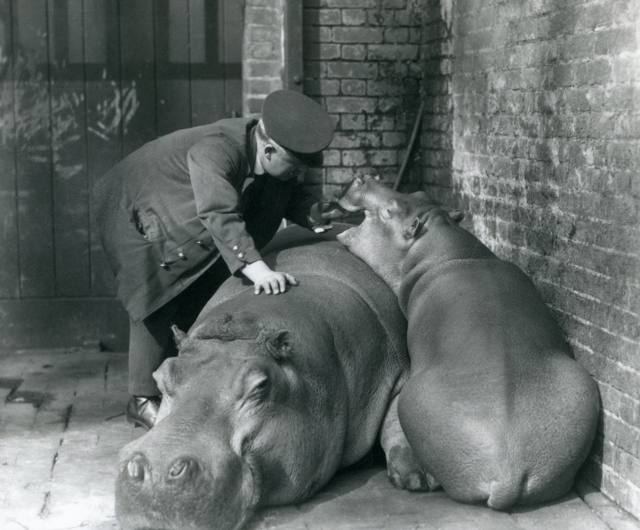 Flodhestene Joan og Jimmy i London Zoo i 1927 av Frederick William Bond