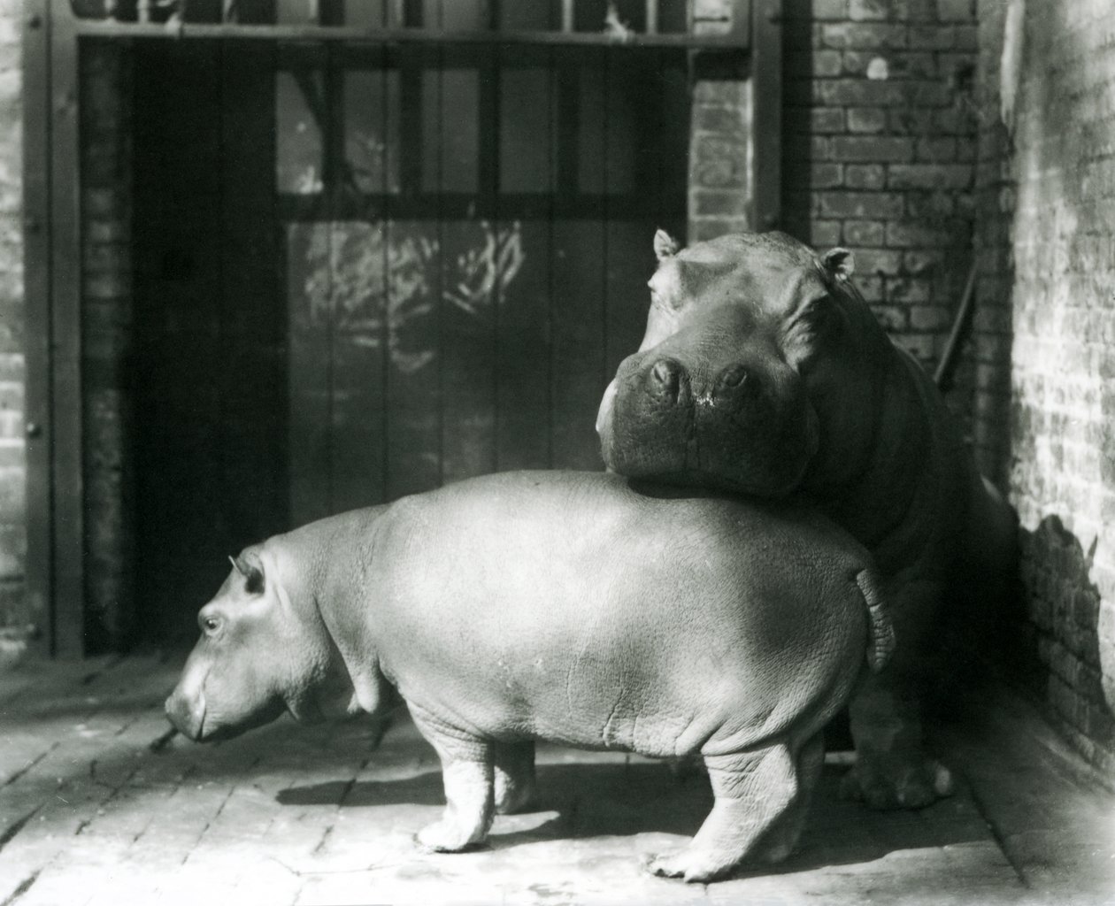 Flodhestene Joan og Jimmy i London Zoo i 1927 av Frederick William Bond