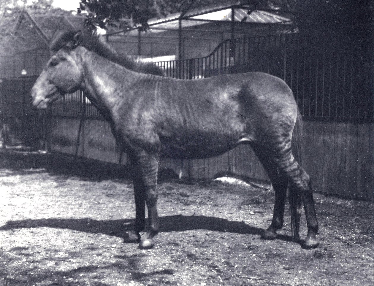 Hybrid sebrahest i London Zoo, juli 1916 av Frederick William Bond