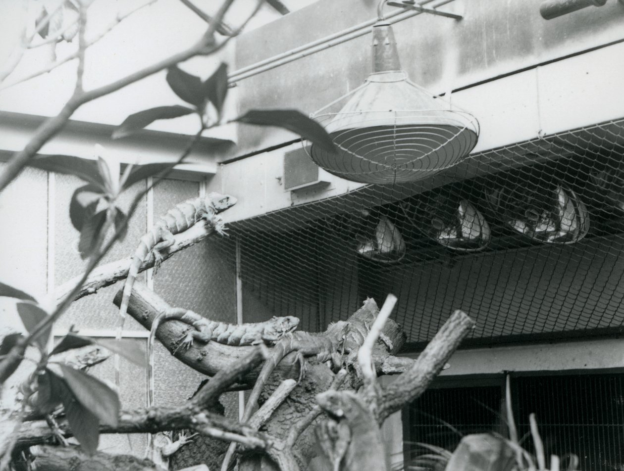 Iguaner, soler seg på grener og nyter det kunstige sollys i innhegningen deres, London Zoo, august 1928 (s/hvitt-bilde) av Frederick William Bond
