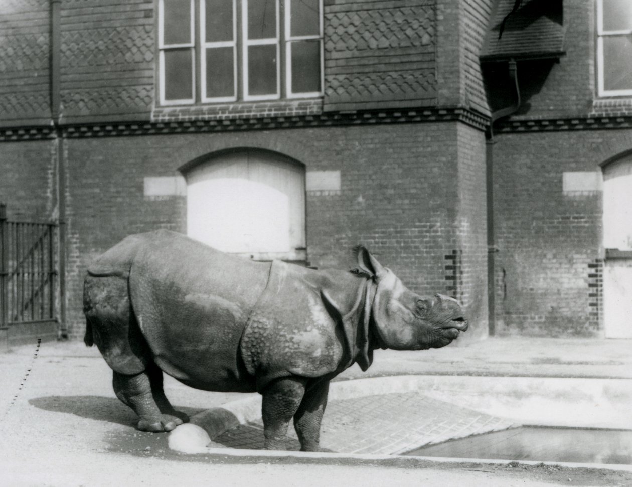 Indisk neshorn Felix står ved kanten av bassenget hans i London Zoo i 1927 av Frederick William Bond