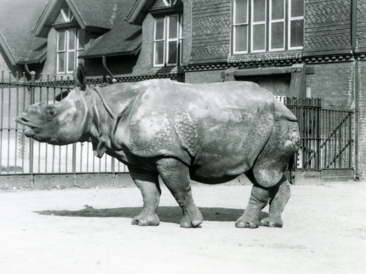 Indisk neshorn Felix står i paddocken sin i London Zoo, 1927 av Frederick William Bond