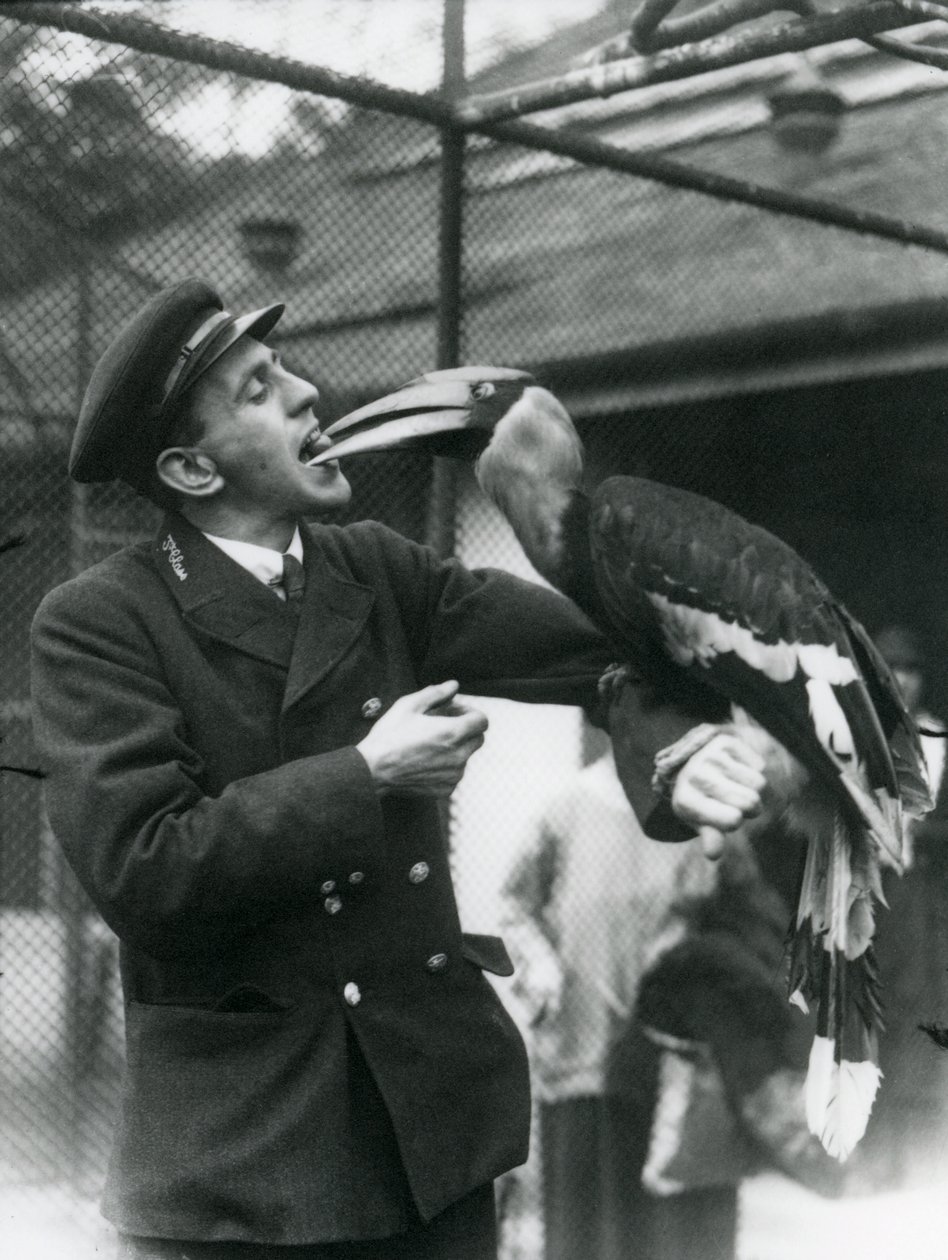 Keeper, T. Raggett mater en stor indisk hornfugl med en frukt holdt i munnen. London Zoo 1924 av Frederick William Bond