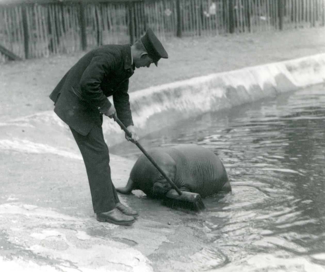 Keeper Arthur Chandler feier Walrus-bassenget, London Zoo, 1924 av Frederick William Bond