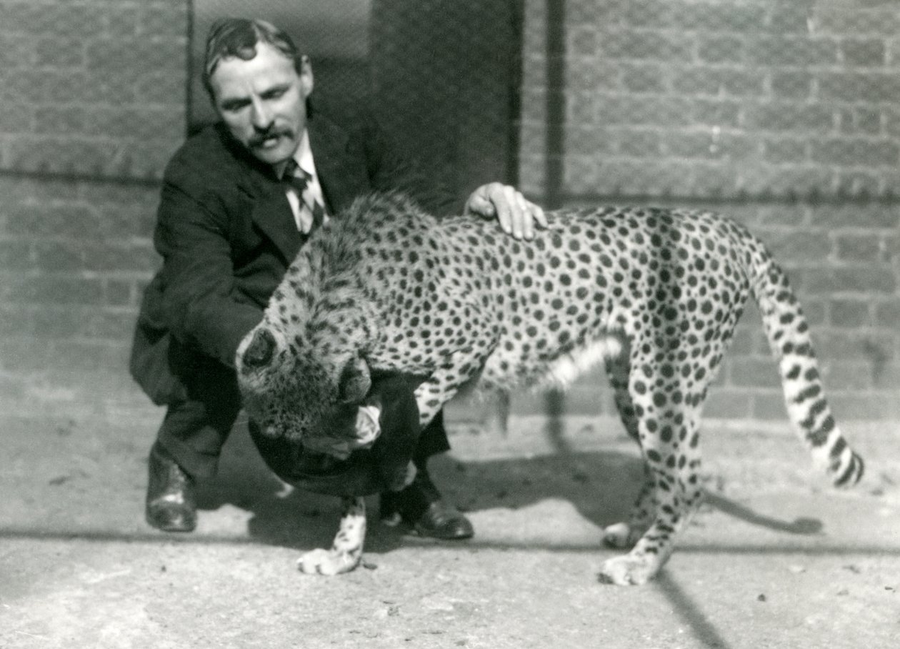 Keeper Charles Dixon med en leken gepard i London Zoo, oktober 1922 av Frederick William Bond
