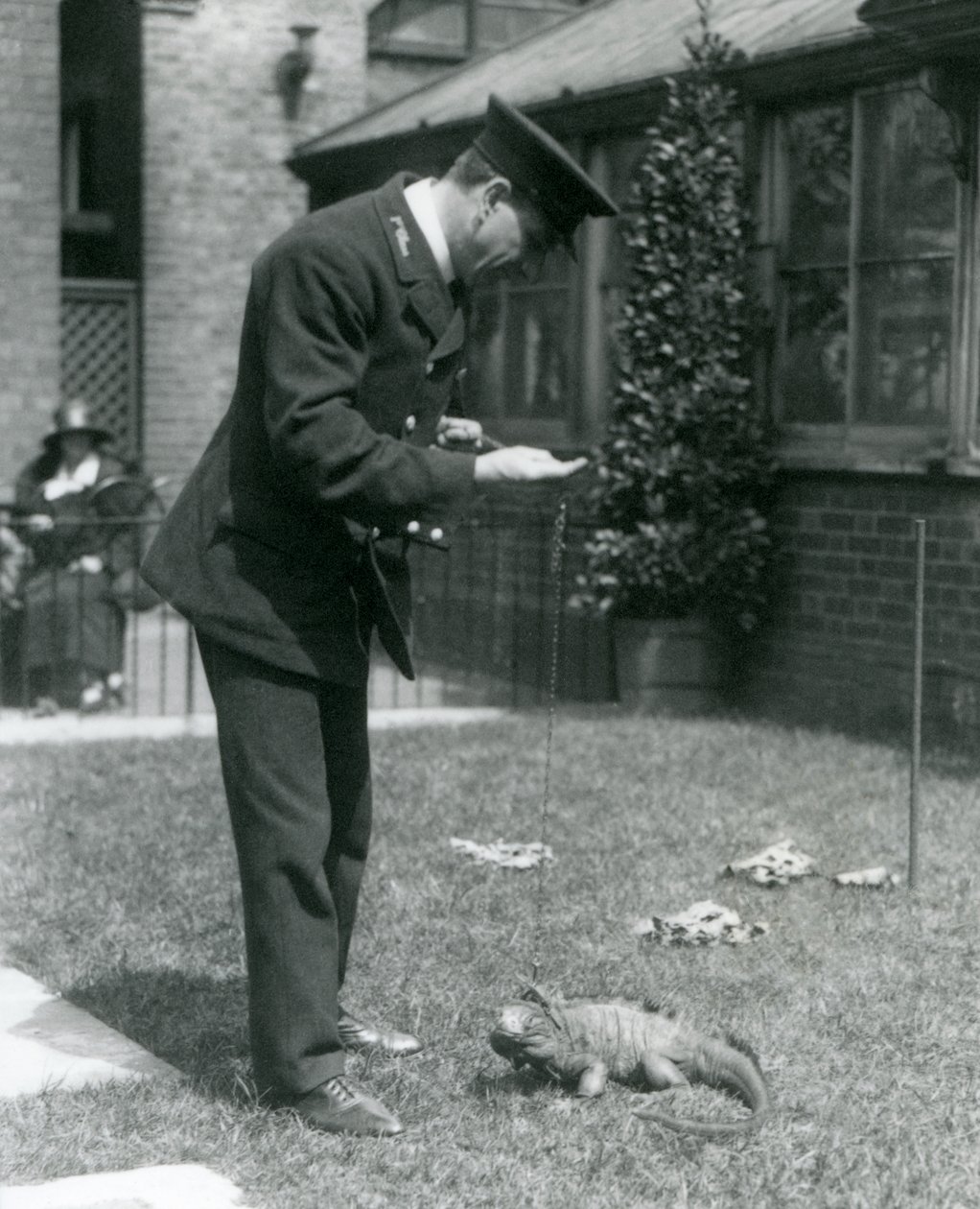 Keeper Collins på en plen i London Zoo med en Clouded Rock Iguana i ledning, London Zoo, 1924 av Frederick William Bond