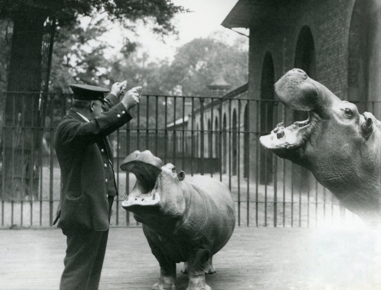 Keeper Ernie Bowman med flodhestene Bobbie og Joan i London Zoo, juli 1923 (bw-bilde) av Frederick William Bond