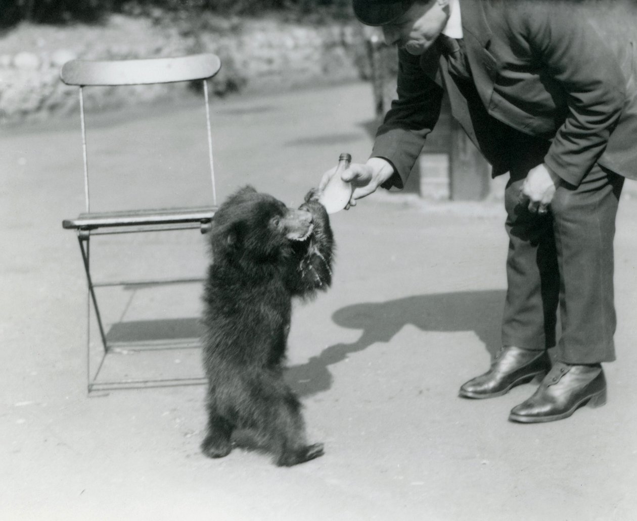 Keeper Harry Warwick mater en dovendyrbjørnunge i London Zoo, august 1921 av Frederick William Bond