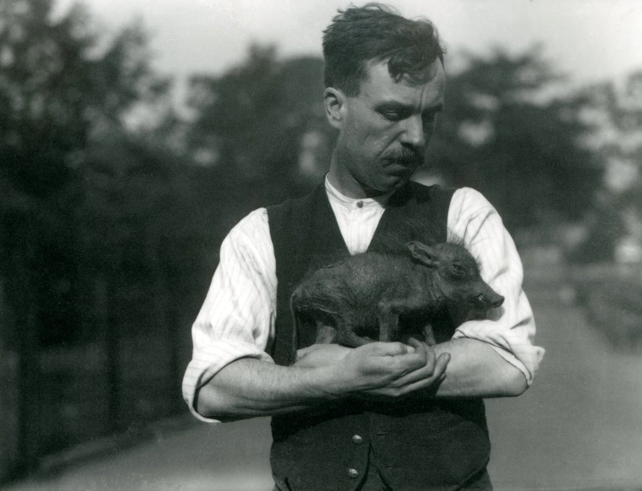 Keeper Harry Warwick vugger et vortesvin i armene i London Zoo, august 1922 av Frederick William Bond
