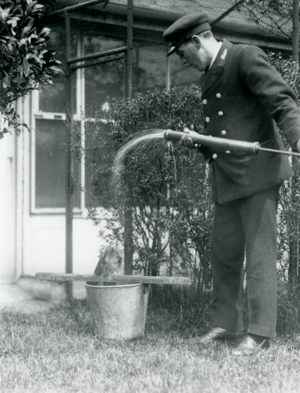 Keeper Thomas Raggett gir en Tawny Frogmouth en dusj, London Zoo, 1924 av Frederick William Bond