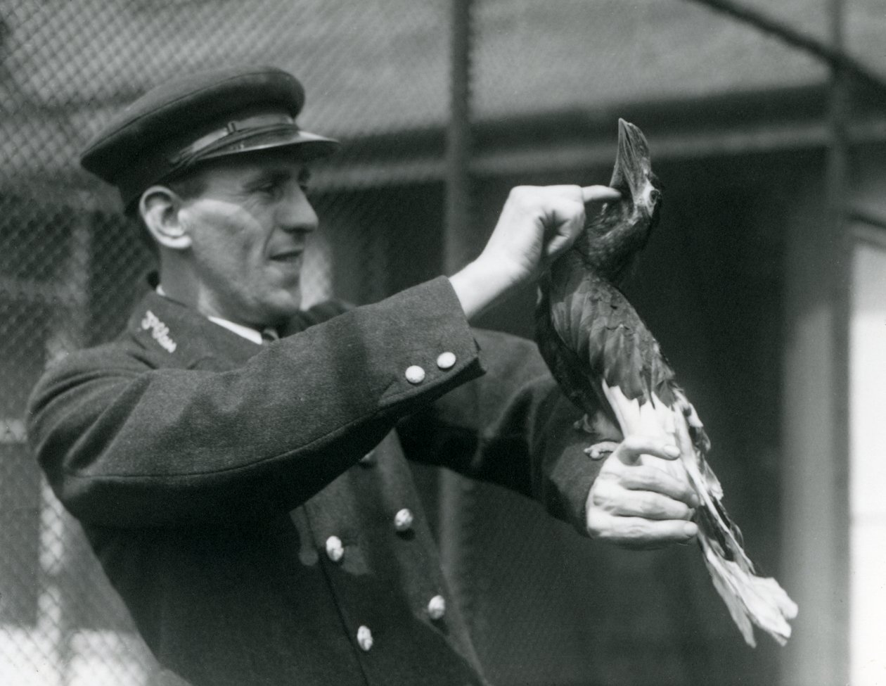 Keeper, Thomas Raggett, strøk en stor indisk hornfugl under nebben i London Zoo, 1924 av Frederick William Bond