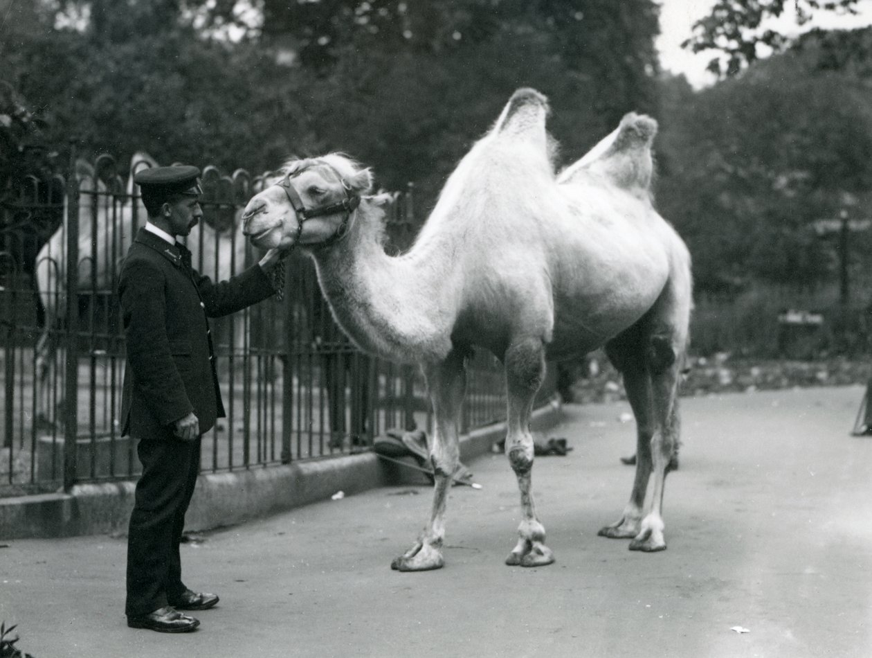 Keeper W. Styles med en baktrisk kamel i London Zoo, juli 1914 av Frederick William Bond
