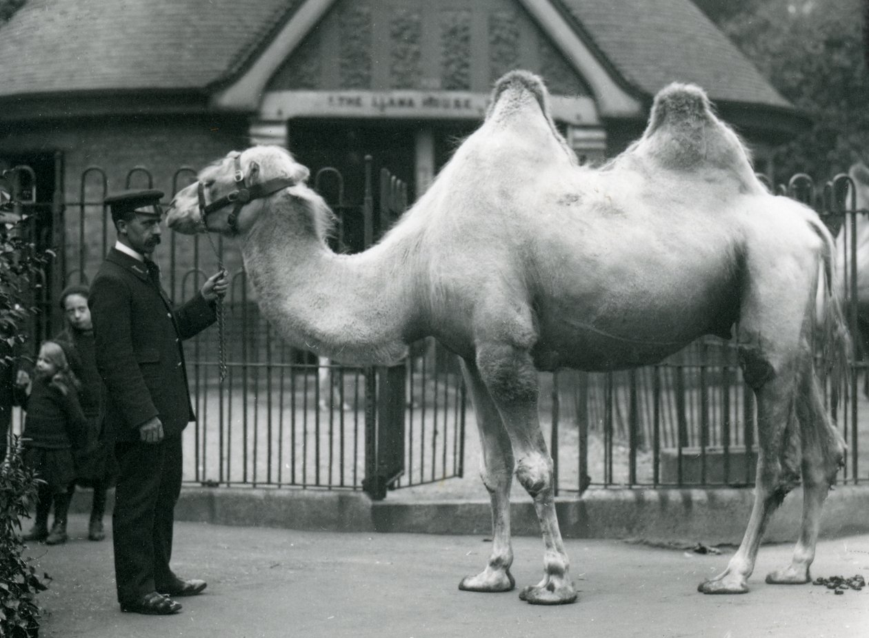 Keeper W. Styles, med en baktrisk kamel, utenfor Lamahuset i London Zoo, juli 1914 av Frederick William Bond