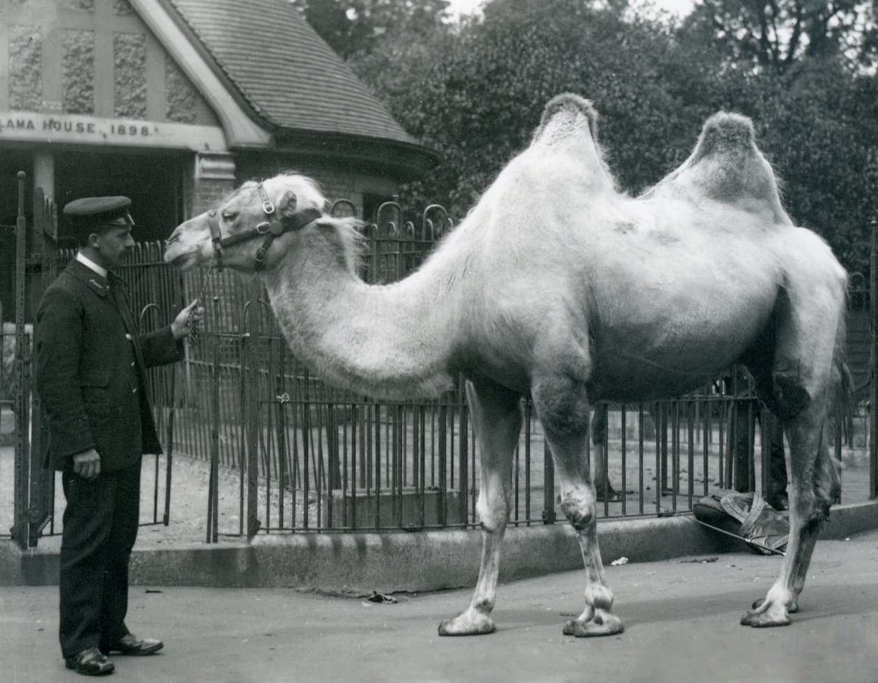 Keeper W. Styles, med en baktrisk kamel, utenfor Lamahuset i London Zoo, juli 1914 av Frederick William Bond