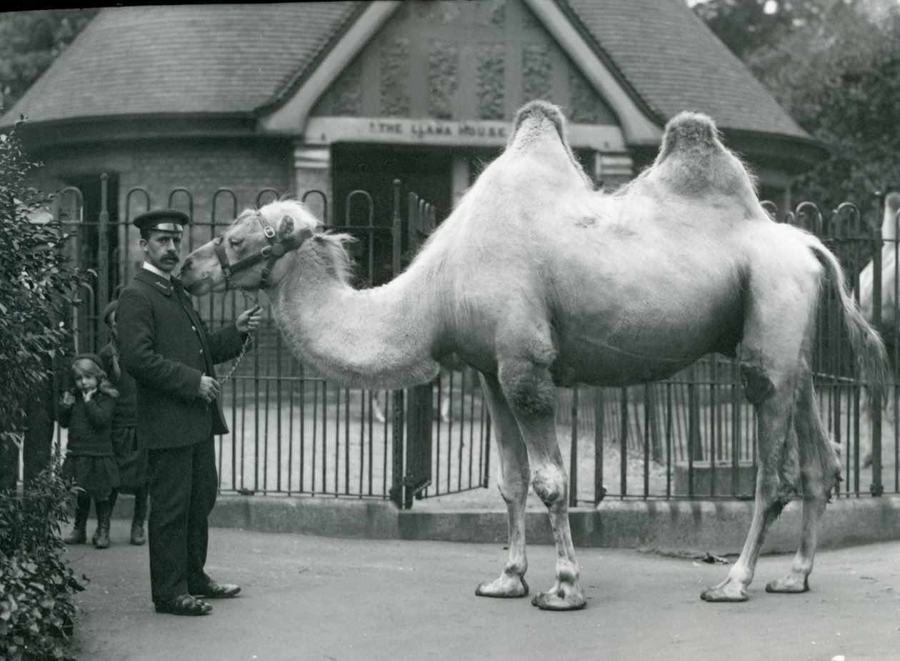 Keeper W. Styles, med en baktrisk kamel, utenfor Lamahuset i London Zoo, juli 1914 av Frederick William Bond
