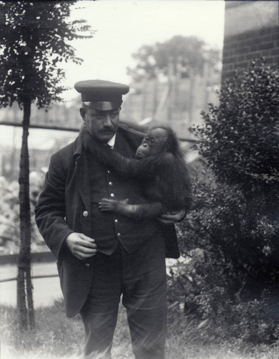 Keeper Z. Rodwell holder ung orangutang i London Zoo, oktober 1913 av Frederick William Bond