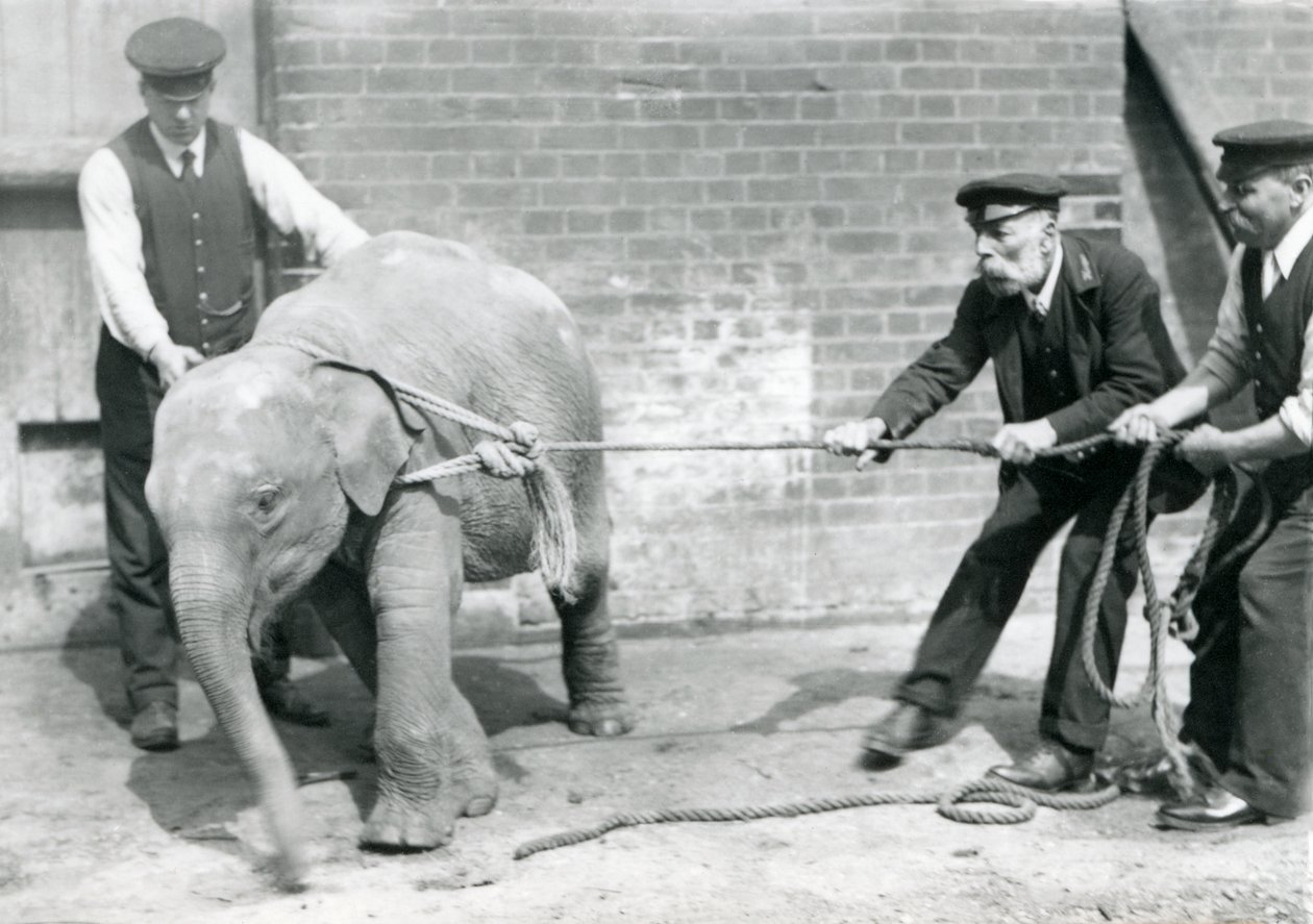 Keepers A. Church, Charles Eyles og H. Robertson prøver å lede en baby asiatisk elefant på et tau, London Zoo, september 1919 av Frederick William Bond