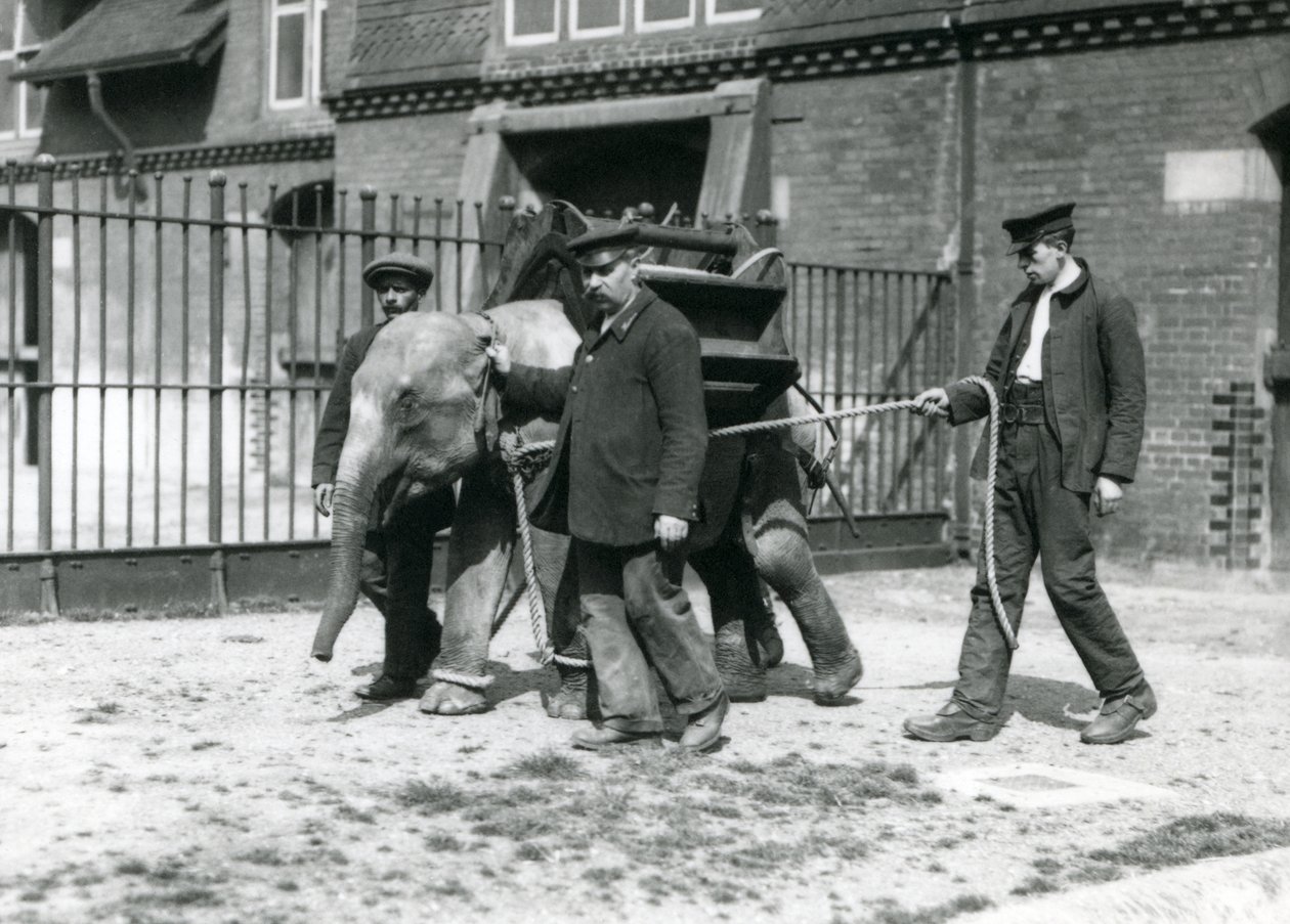 Keepers Jack Milbourne, H Robertson og Thomas trener en ung asiatisk elefant, London Zoo, mai 1922 (bw-bilde) av Frederick William Bond