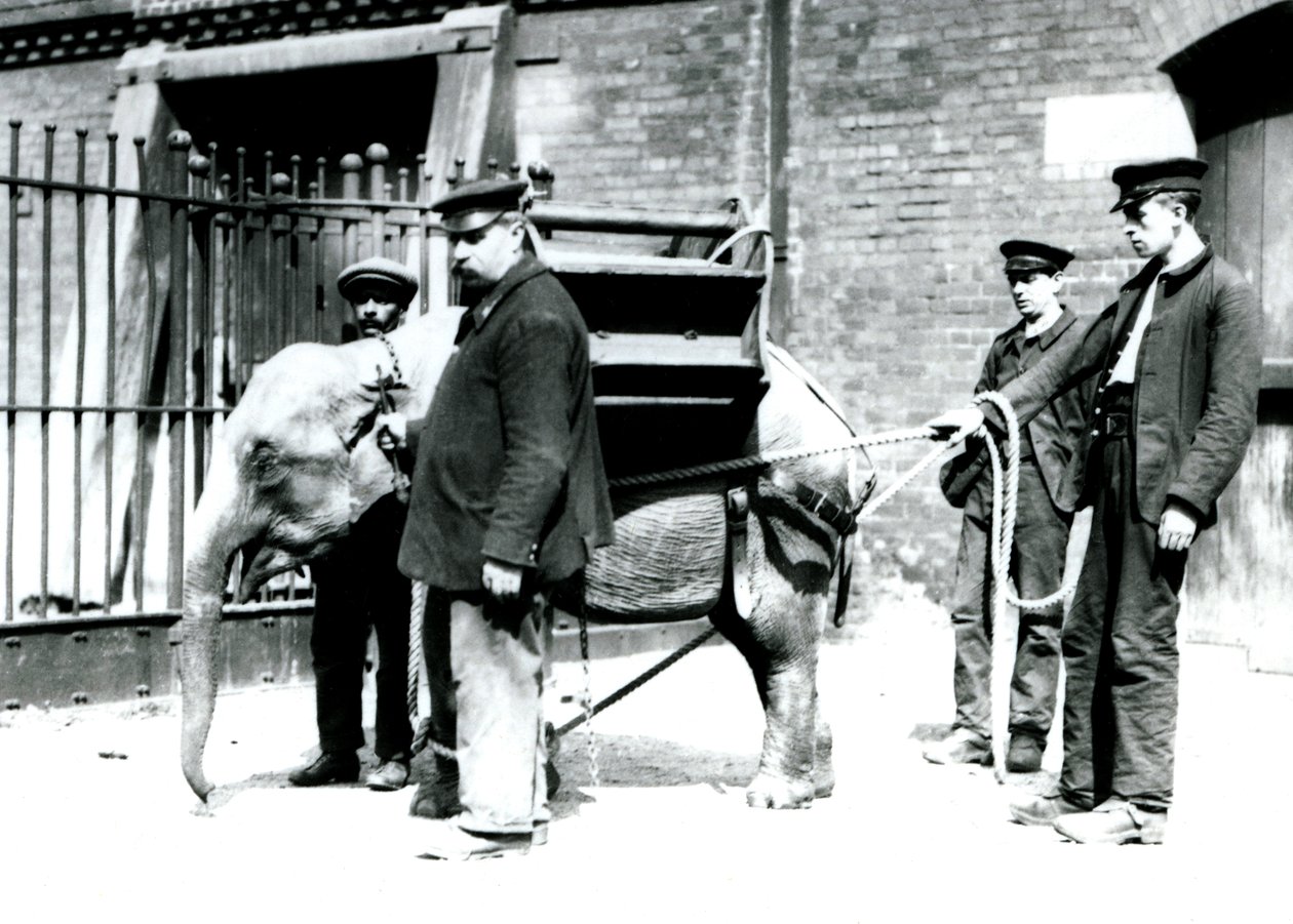 Keepers Jack Milbourne, H Robertson og Thomas trener en ung asiatisk elefant, London Zoo, mai 1922 (bw-bilde) av Frederick William Bond