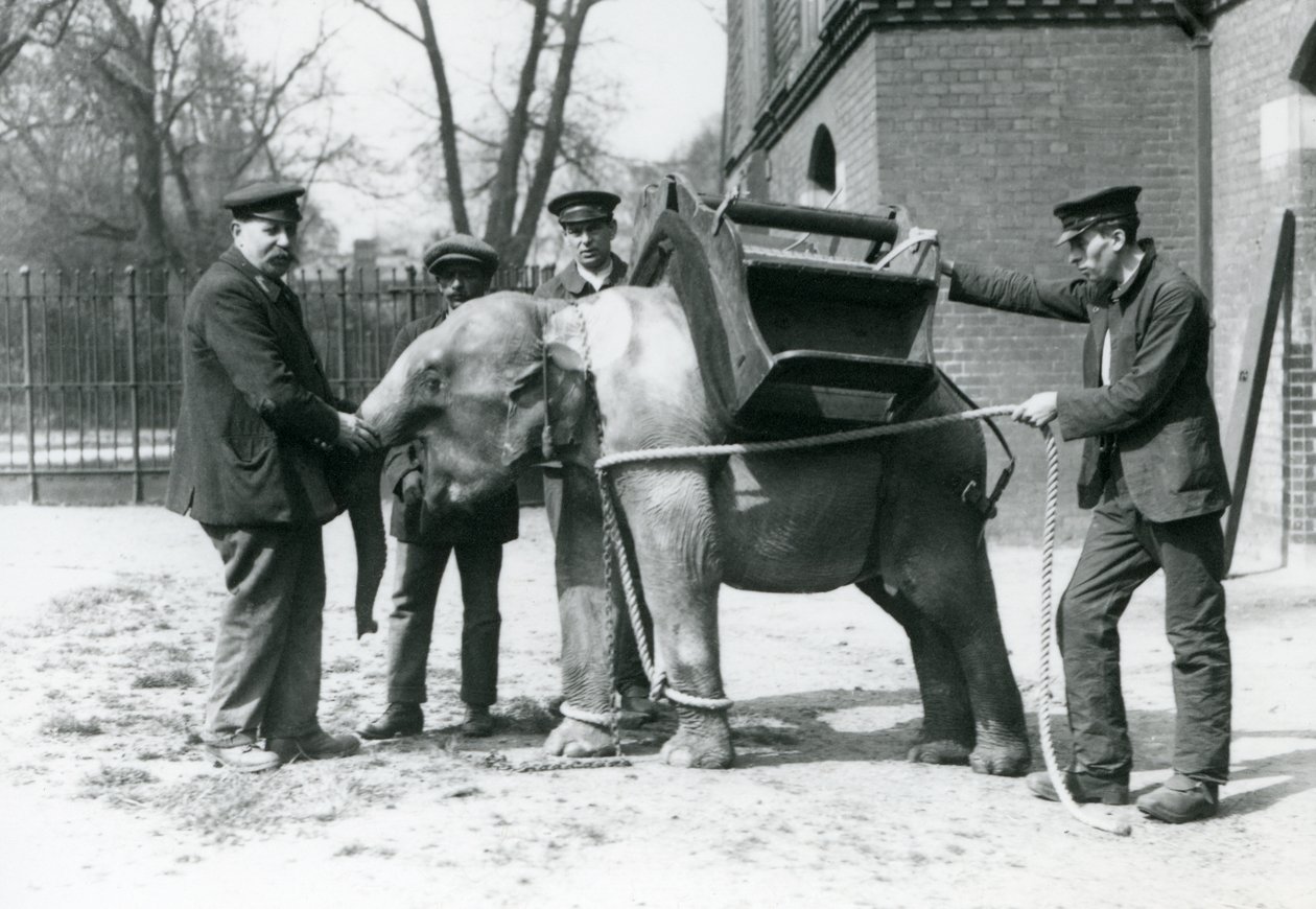 Keepers Jack Milbourne, H Robertson og Thomas trener en ung asiatisk elefant, London Zoo, mai 1922 (bw-bilde) av Frederick William Bond