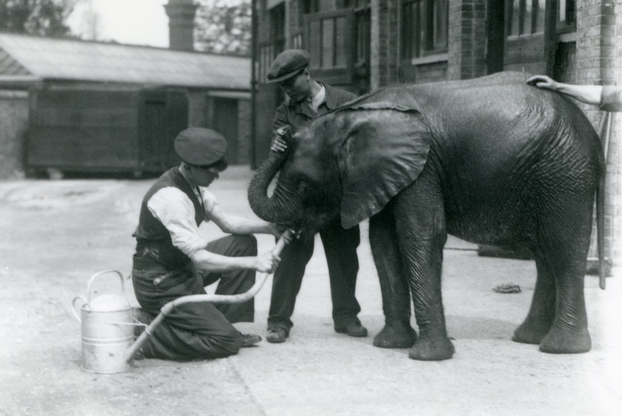 Voktere hjelper unge mannlige afrikanske elefant Kiberenge å drikke fra en slange som er festet til en vannkanne, London Zoo, juli 1924 av Frederick William Bond