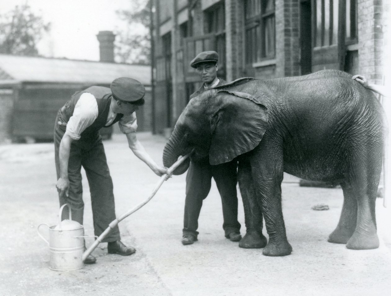 Voktere hjelper unge mannlige afrikanske elefant Kiberenge med å drikke fra en slange som er festet til en vannkanne, London Zoo, juli 1924 av Frederick William Bond
