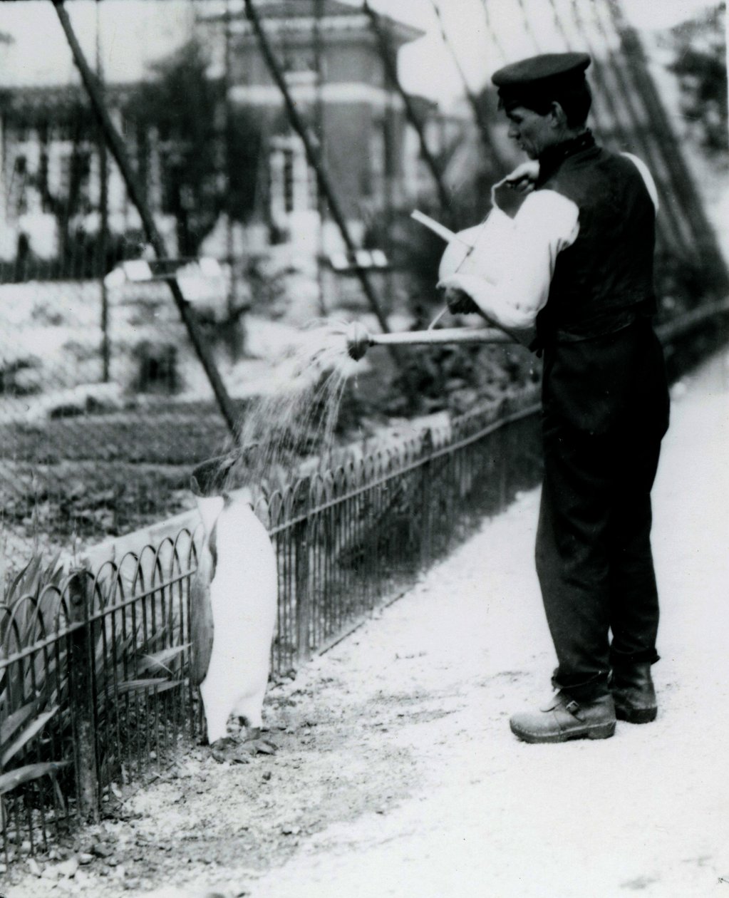 King Penguin, som ble gitt en dusj, av keeper Harry Munro, med en vannkanne i London Zoo mai 1914. Munro ble drept i første verdenskrig, etter å ha tjenestegjort i hæren, i luftskip og på anti-subma av Frederick William Bond