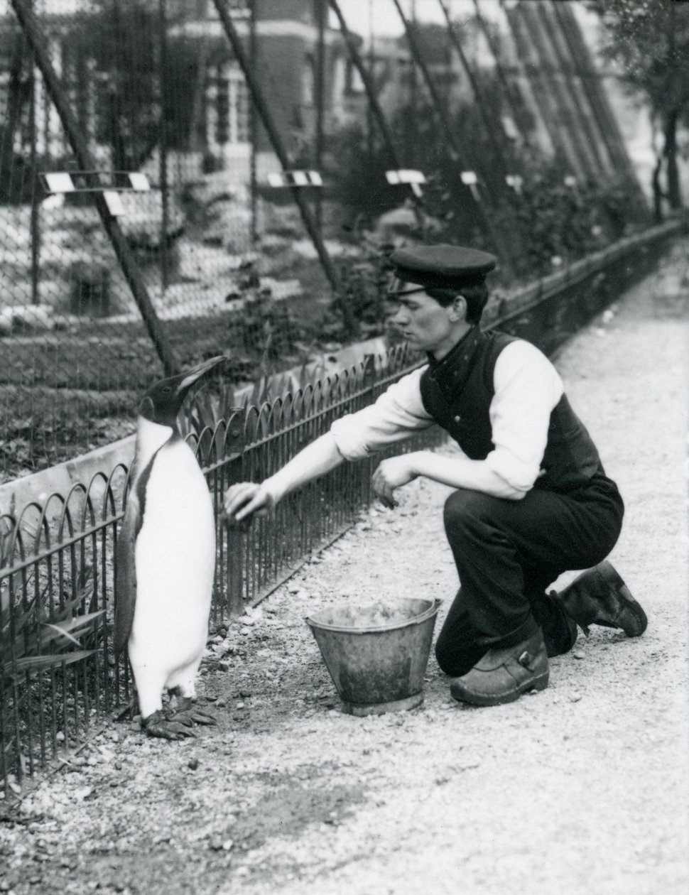 King Penguin, som ble vasket, av keeper Harry Munro, med en svamp i London Zoo mai 1914. Munro ble drept i første verdenskrig, etter å ha tjenestegjort i hæren, i luftskip og på anti-ubåtpatt av Frederick William Bond