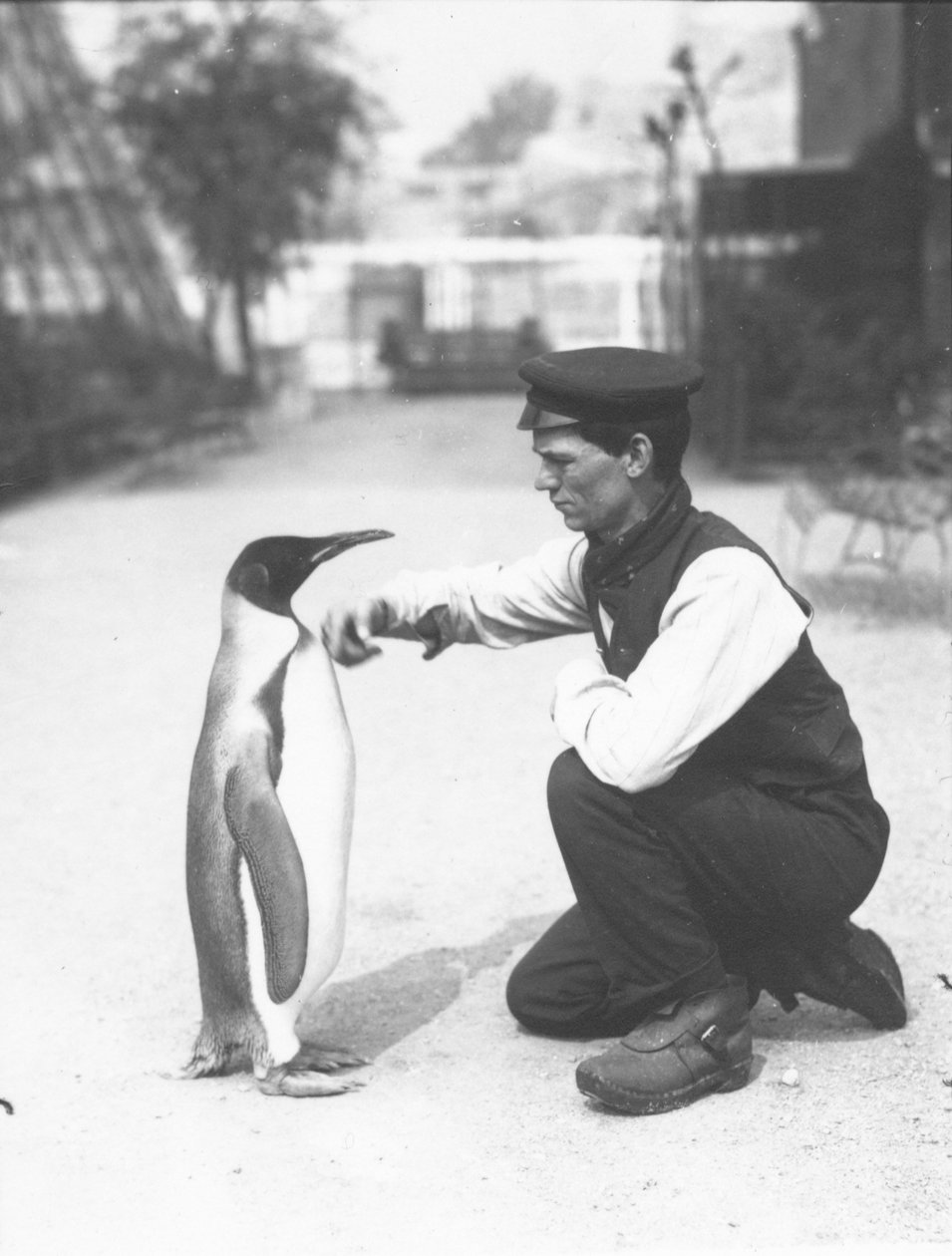 King Penguin, med keeper Harry Munro, 1914 av Frederick William Bond