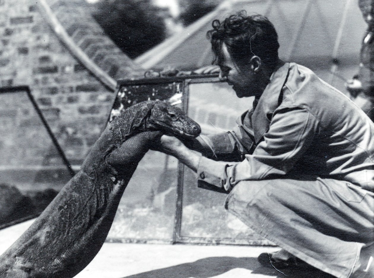 Komodo-dragen Sumbawa med keeper H. Alec Budd, 1928 av Frederick William Bond