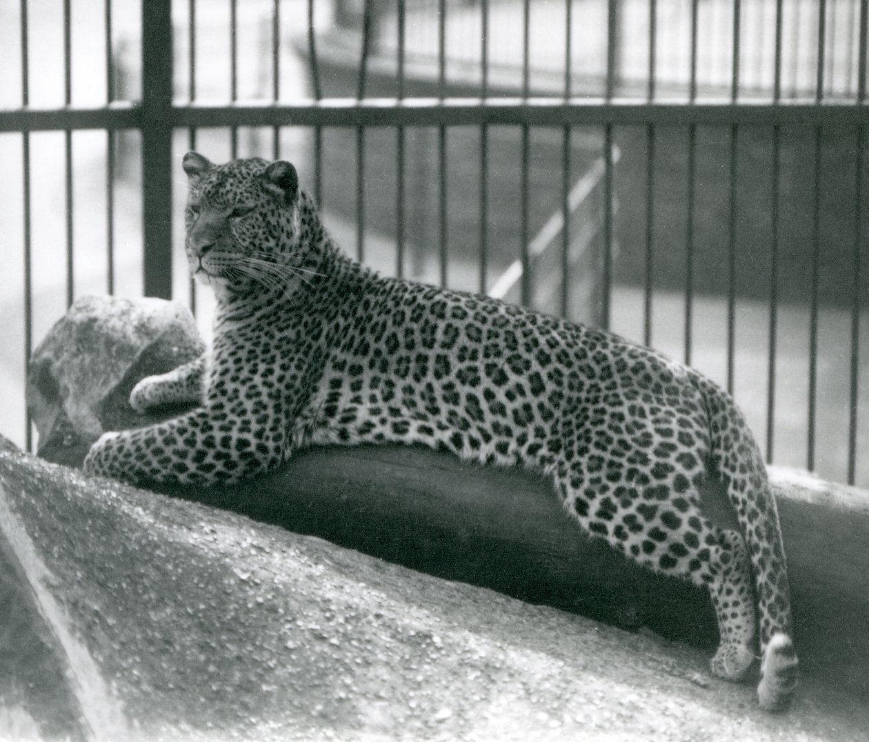 Leopard Rex liggende på en tømmerstokk i innhegningen hans i London Zoo i juli 1925 av Frederick William Bond