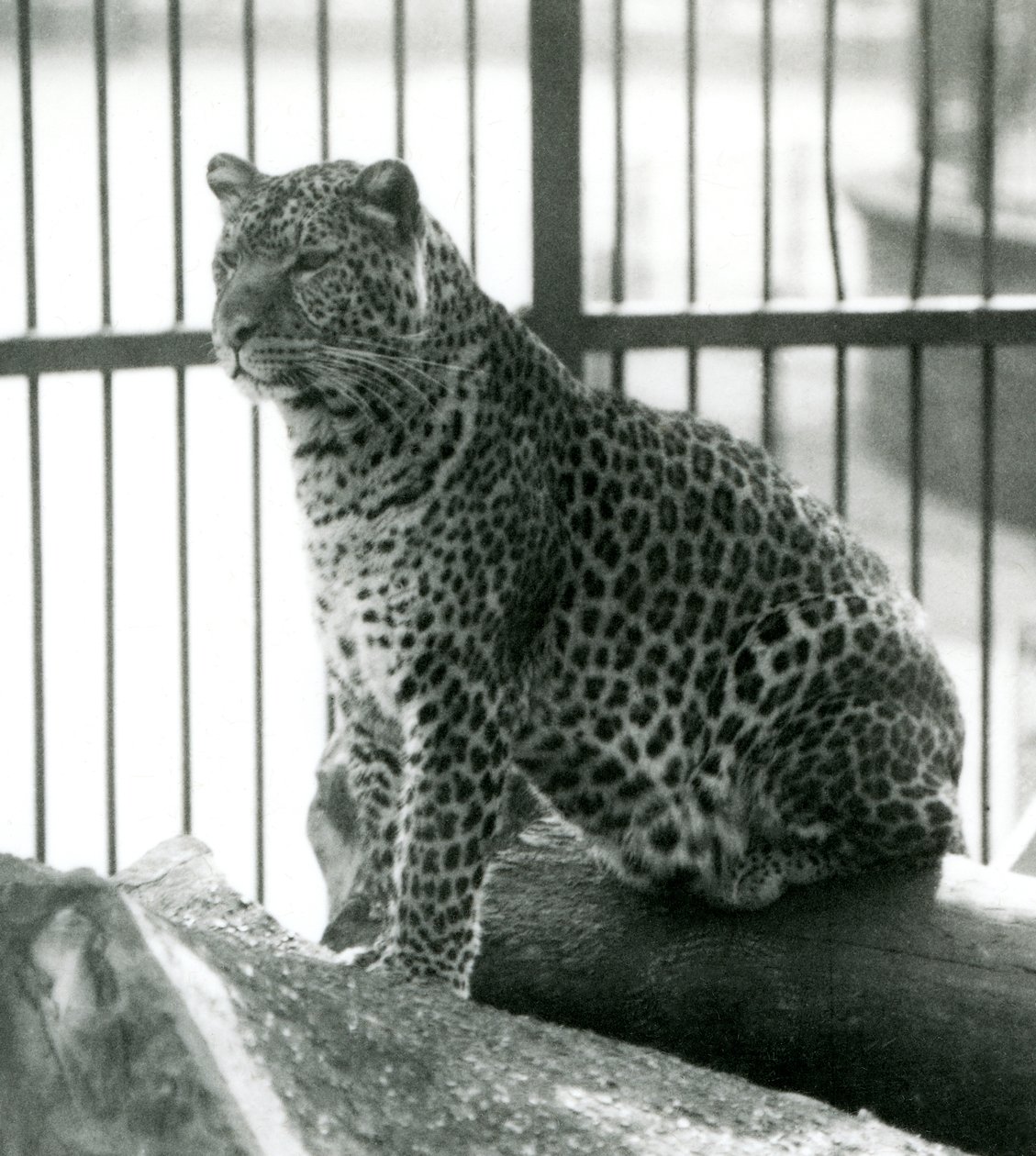 Leopard Rex sitter på en tømmerstokk i innhegningen hans i London Zoo i juni 1925 av Frederick William Bond