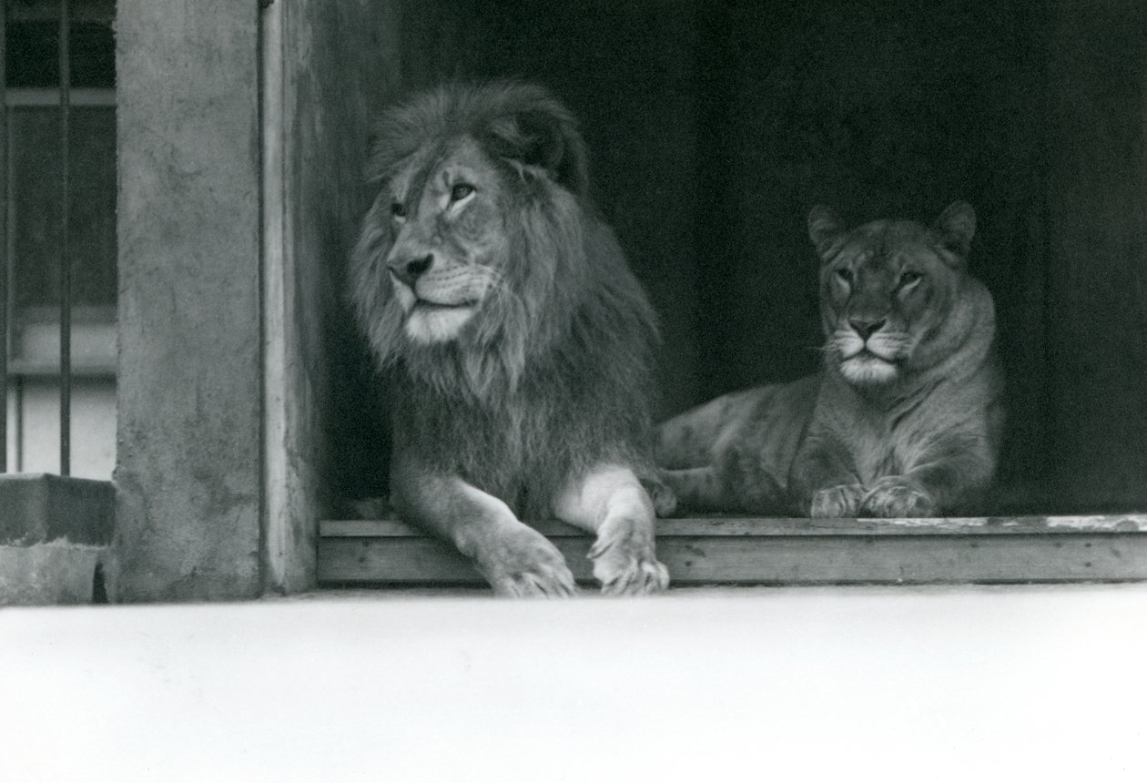 Løve og løvinne Kuja og Caroline ved ZSL London Zoo, juli 1924 av Frederick William Bond