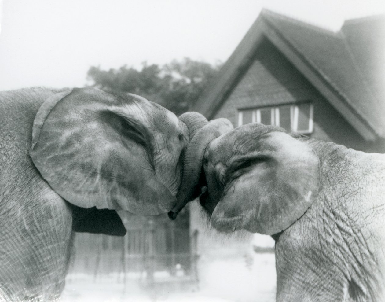 Den afrikanske elefanten Kiberenge og den afrikanske elefanten Hango hilser på hverandre ved å knytte snabelen i London Zoo i oktober 1927. Kiberenge hadde blitt presentert for London Zoo av H.E. Sir Horace Byatt av Frederick William Bond