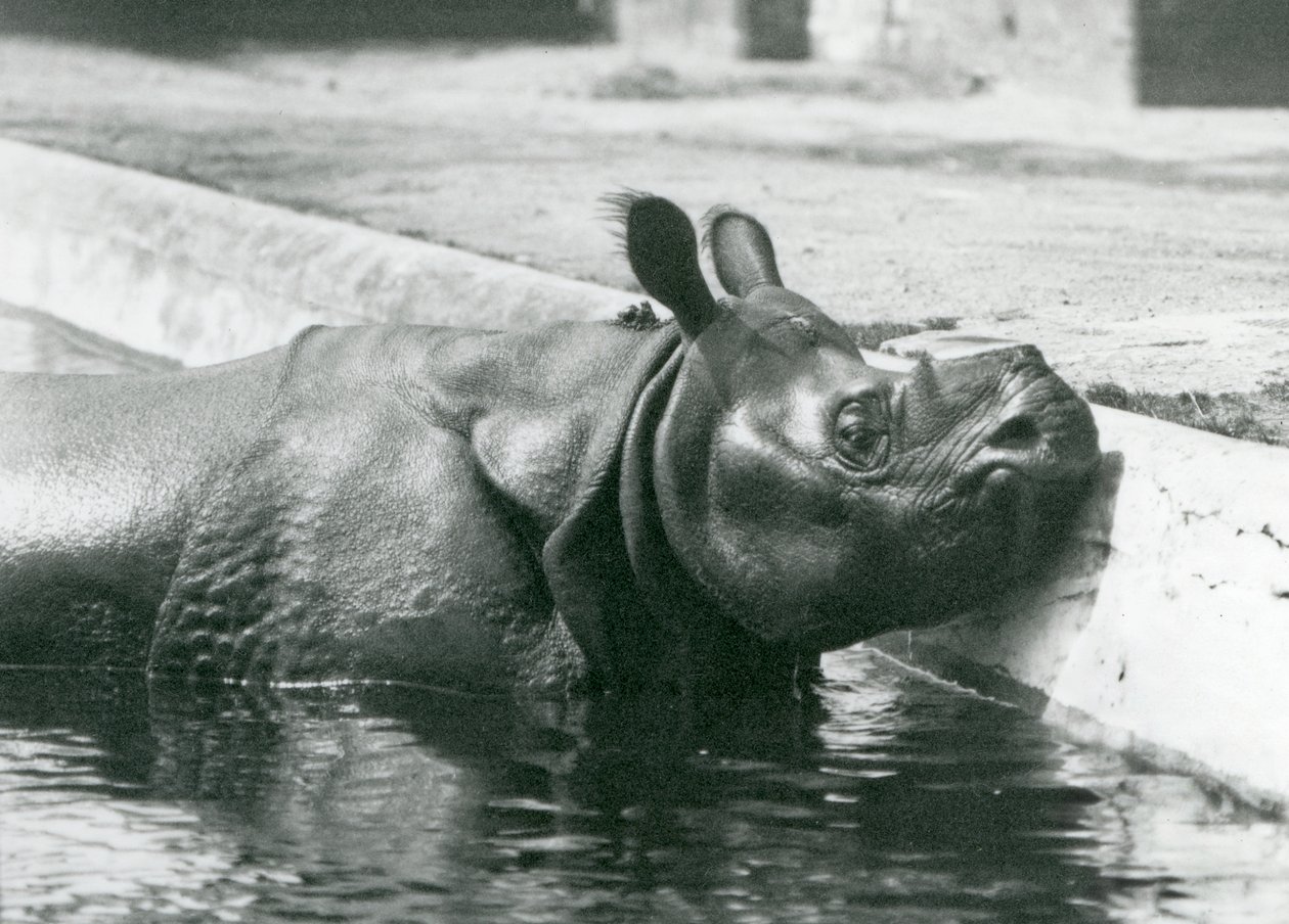 Mannlig indisk neshorn Felix nyter et bad i bassenget sitt i London Zoo i juni 1928 av Frederick William Bond