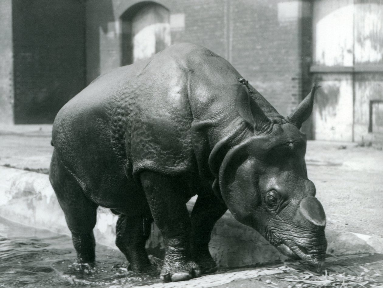 Den indiske mannlige neshornet Felix forlot bassenget sitt i London Zoo i 1928 av Frederick William Bond