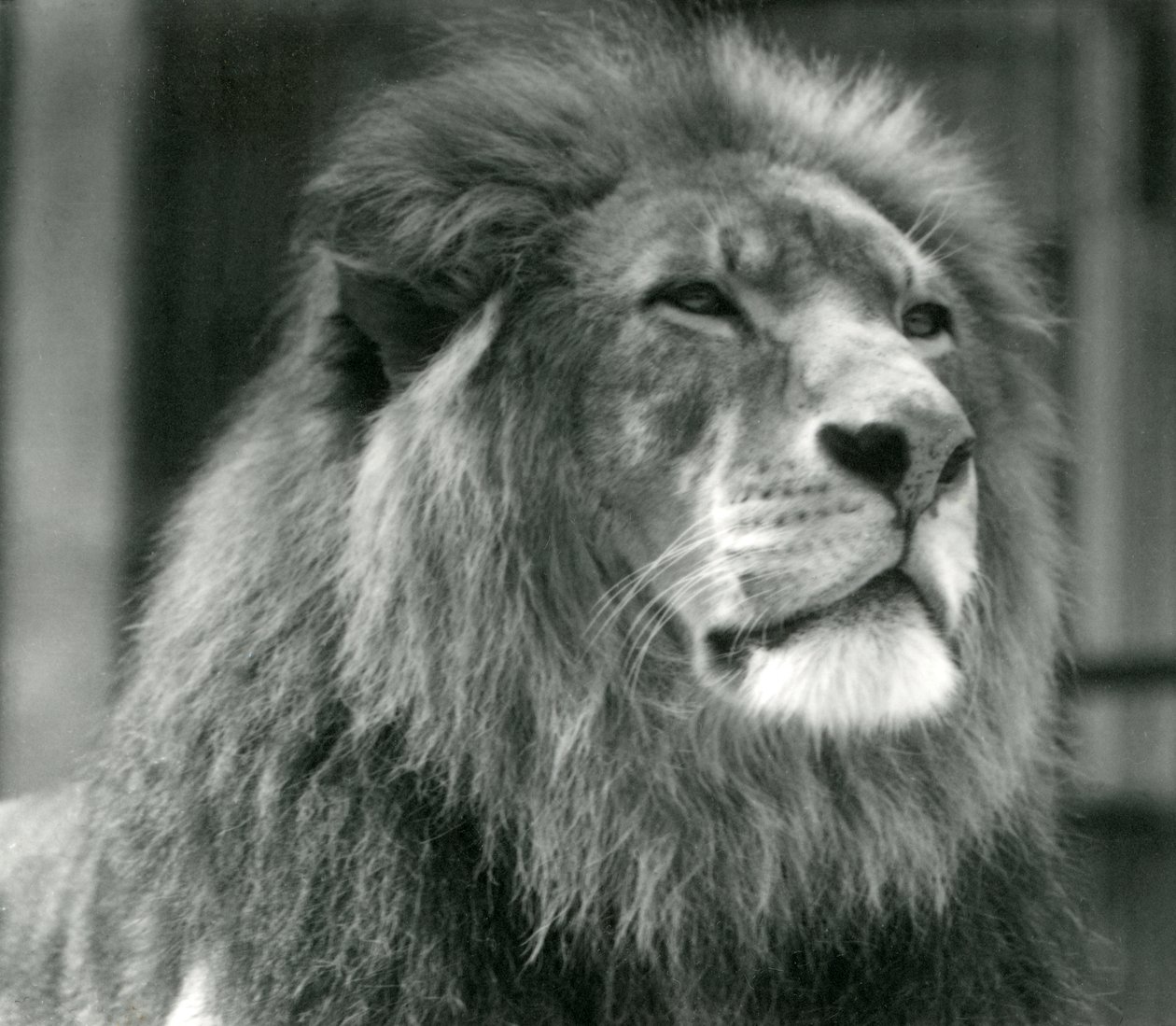 Hannløve Kuja i London Zoo i august 1924 av Frederick William Bond