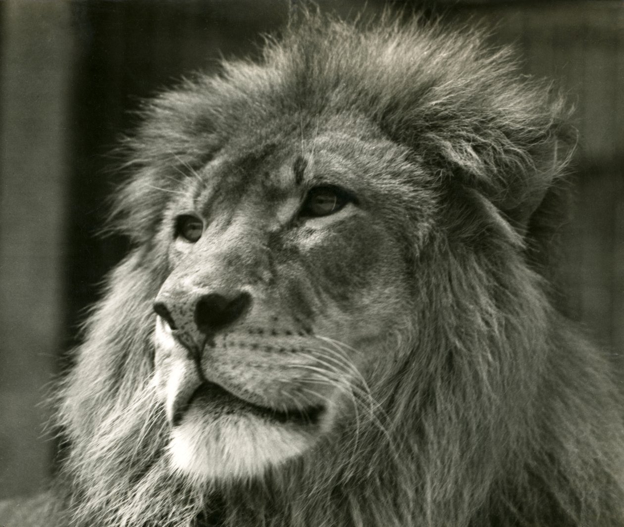 Hannløve Kuja i London Zoo i august 1924 av Frederick William Bond