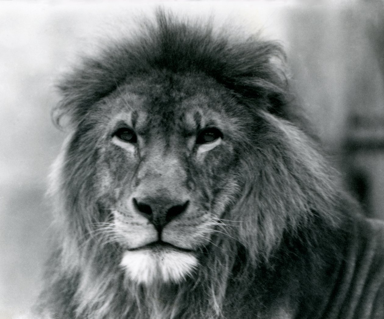 Hannløve Kuja i London Zoo i januar 1925 av Frederick William Bond