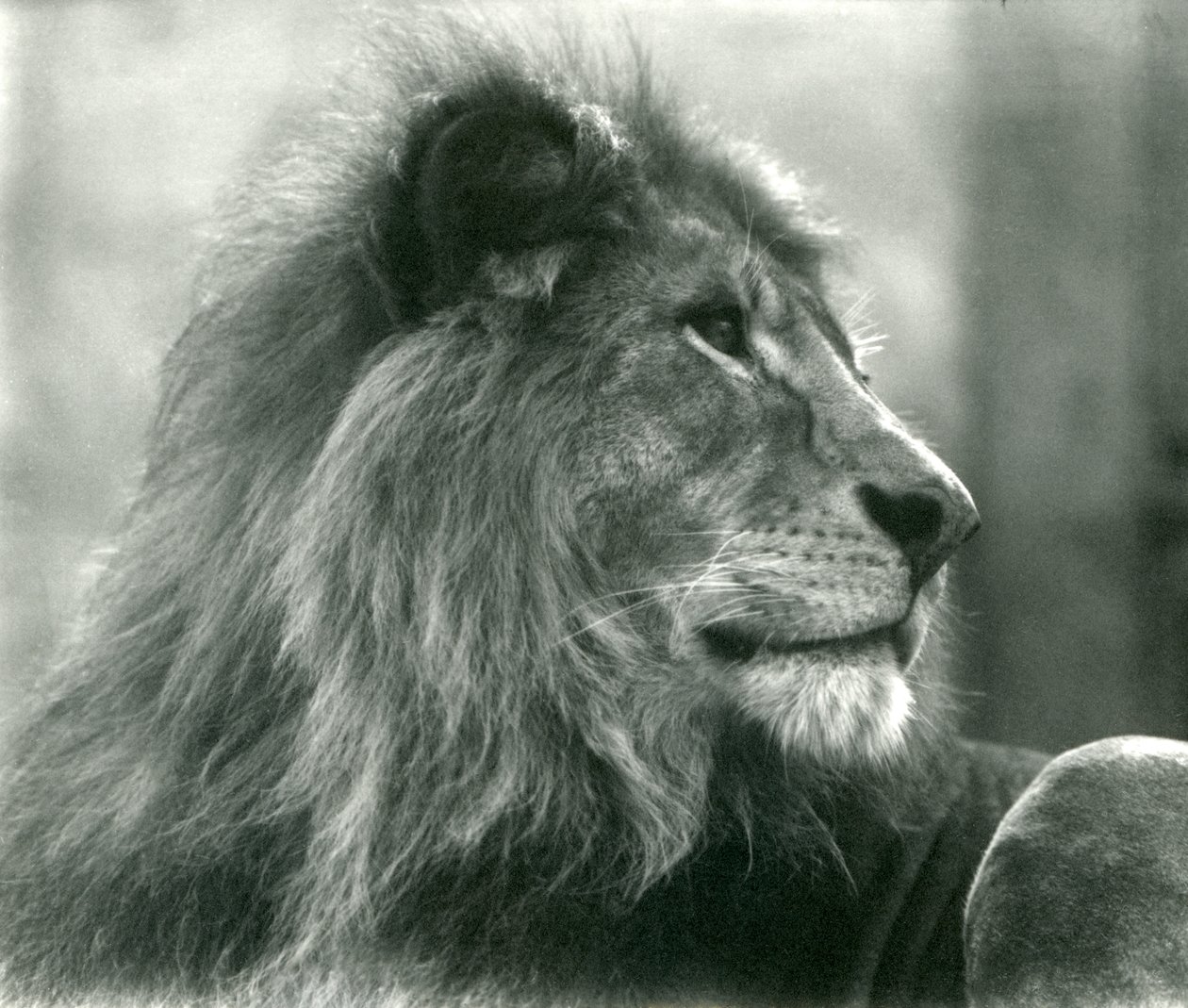 Hannløve Kuja i London Zoo i januar 1925 av Frederick William Bond