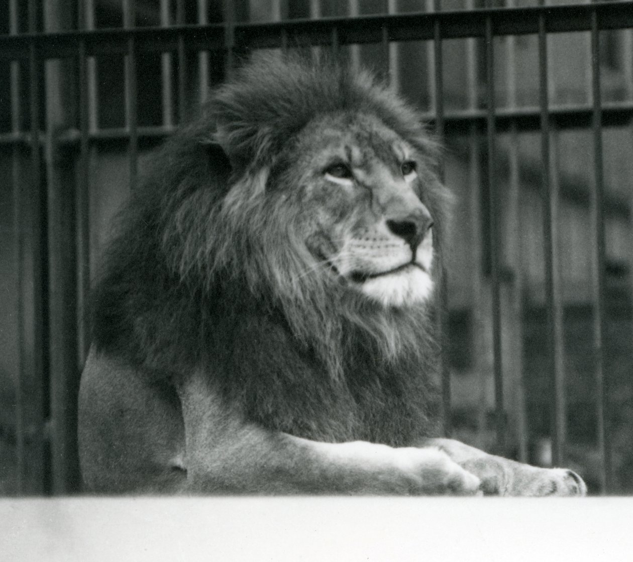 Hannløve 'Kuja' liggende i innhegningen sin i London Zoo i januar 1925 (s/hv-bilde) av Frederick William Bond