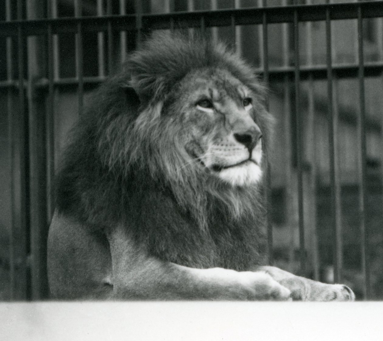 Hannløven Kuja ligger nede i innhegningen sin i London Zoo i januar 1925 av Frederick William Bond