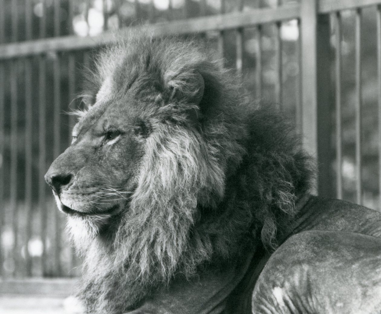 Hannløve Toto liggende i innhegningen i London Zoo i september 1927 av Frederick William Bond