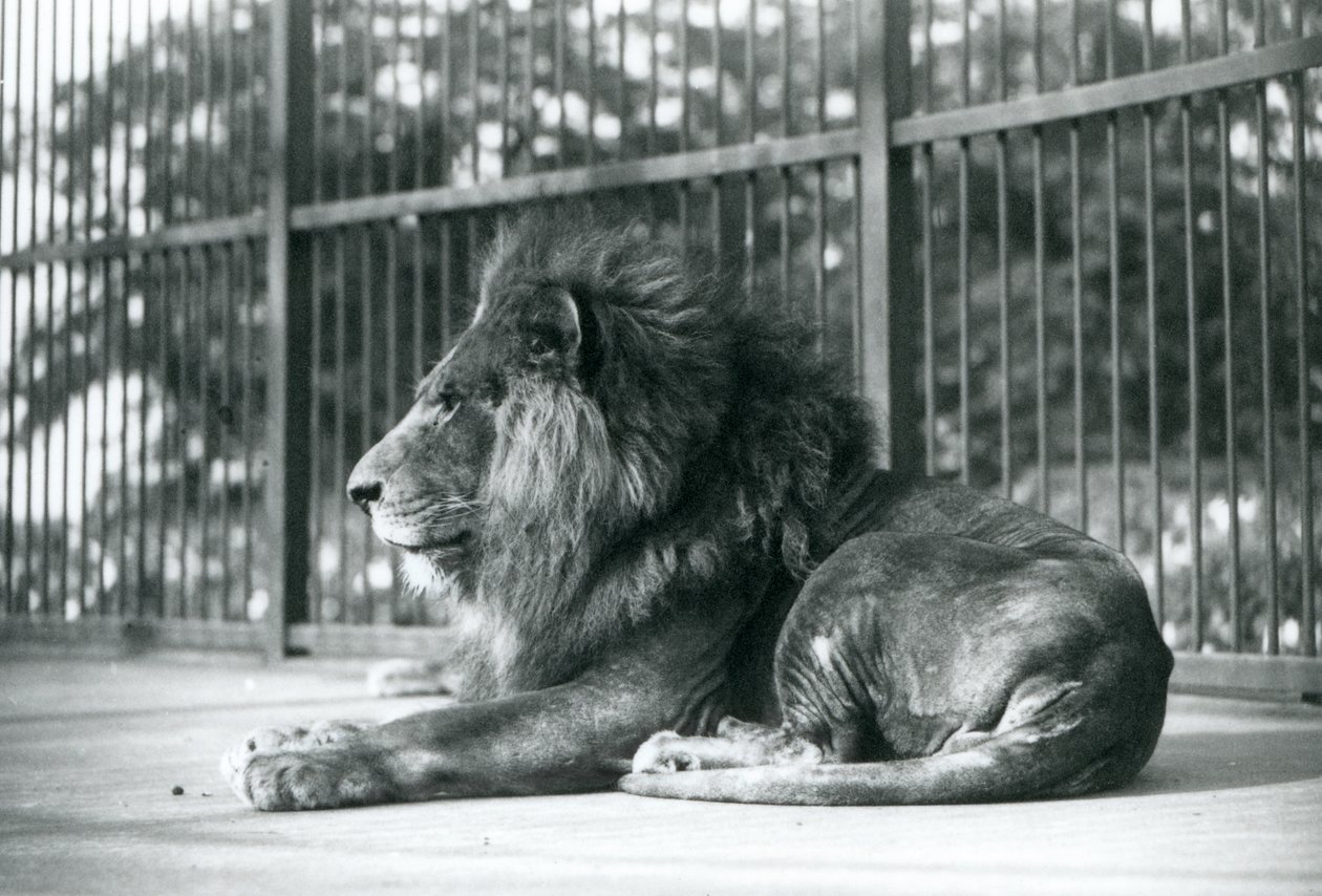 Hannløve Toto liggende i innhegningen i London Zoo i september 1927 av Frederick William Bond