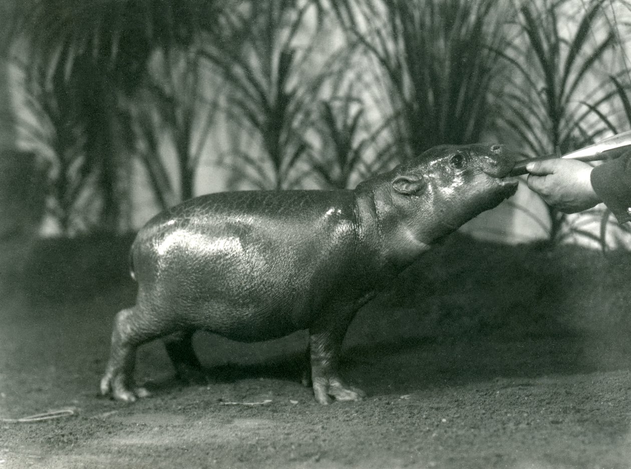 Percy, en ung pygmeflodhest som blir håndmatet i London Zoo, november 1923 (bw-bilde) av Frederick William Bond