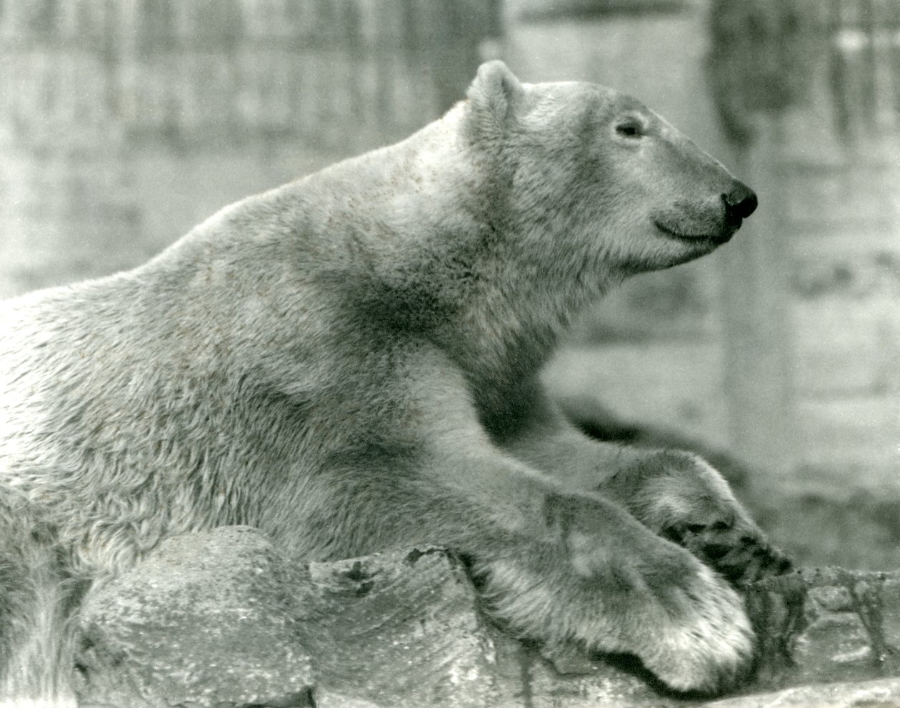 Isbjørnen Sam hviler på steiner på Mappin Terraces, London Zoo, før 1930 av Frederick William Bond
