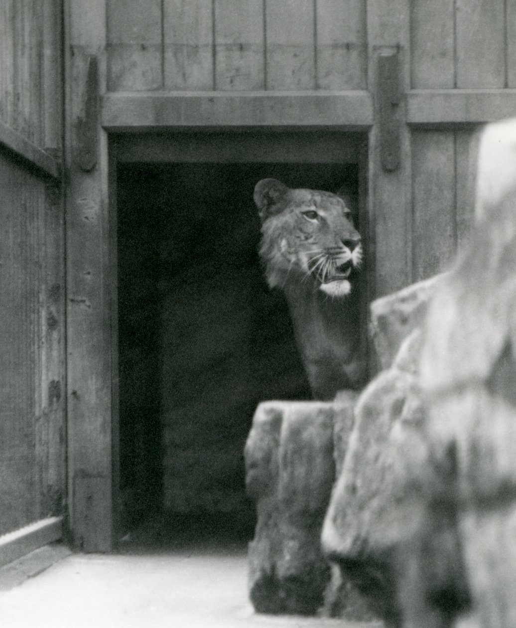 Ranji en mannlig Tigon, London Zoo, juli 1924 av Frederick William Bond