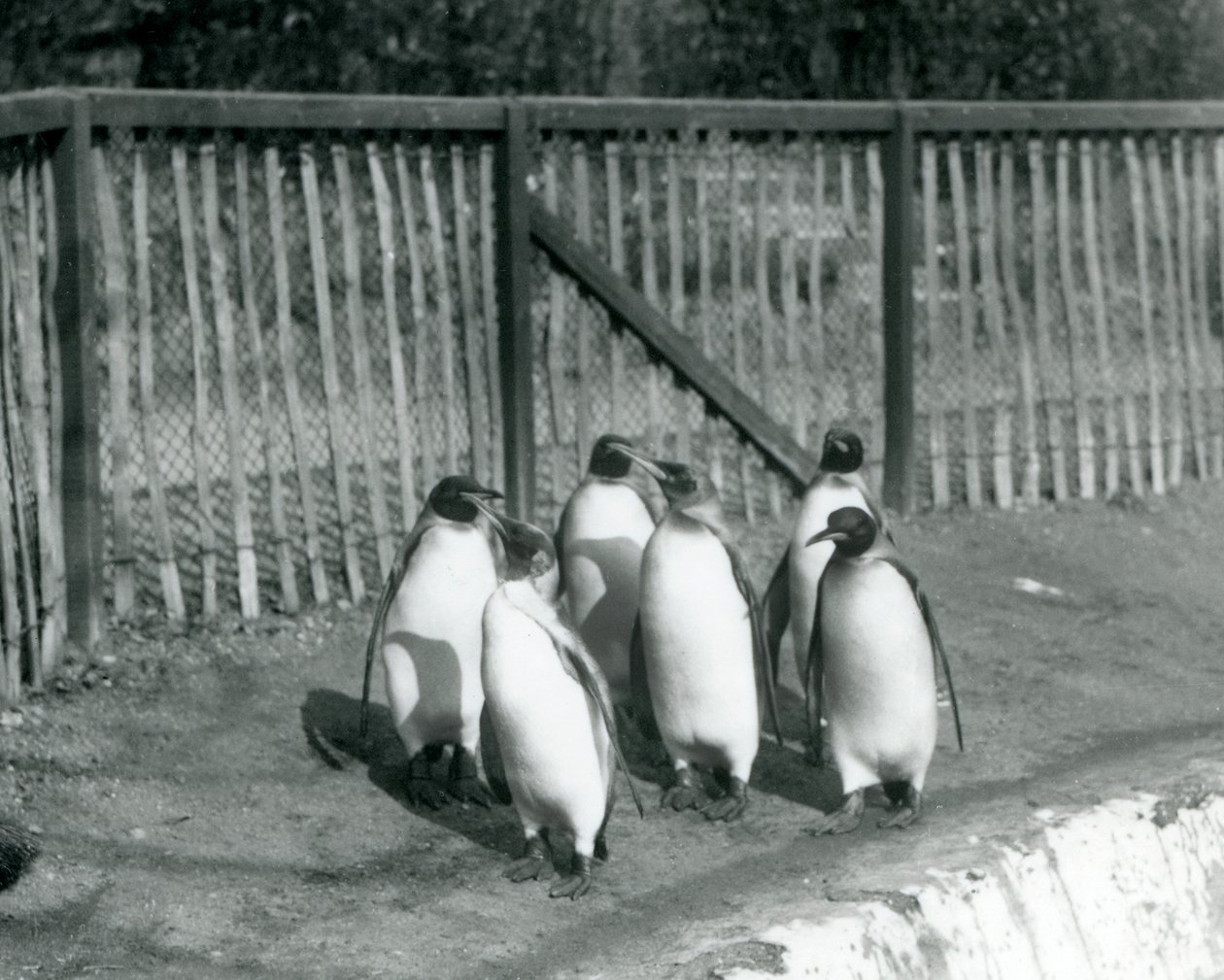 Seks kongepingviner gikk ved bassenget deres i London Zoo i 1927 av Frederick William Bond